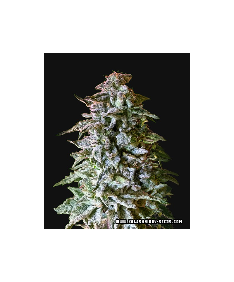 Siberian Gorilla Auto, Фасовка: 5